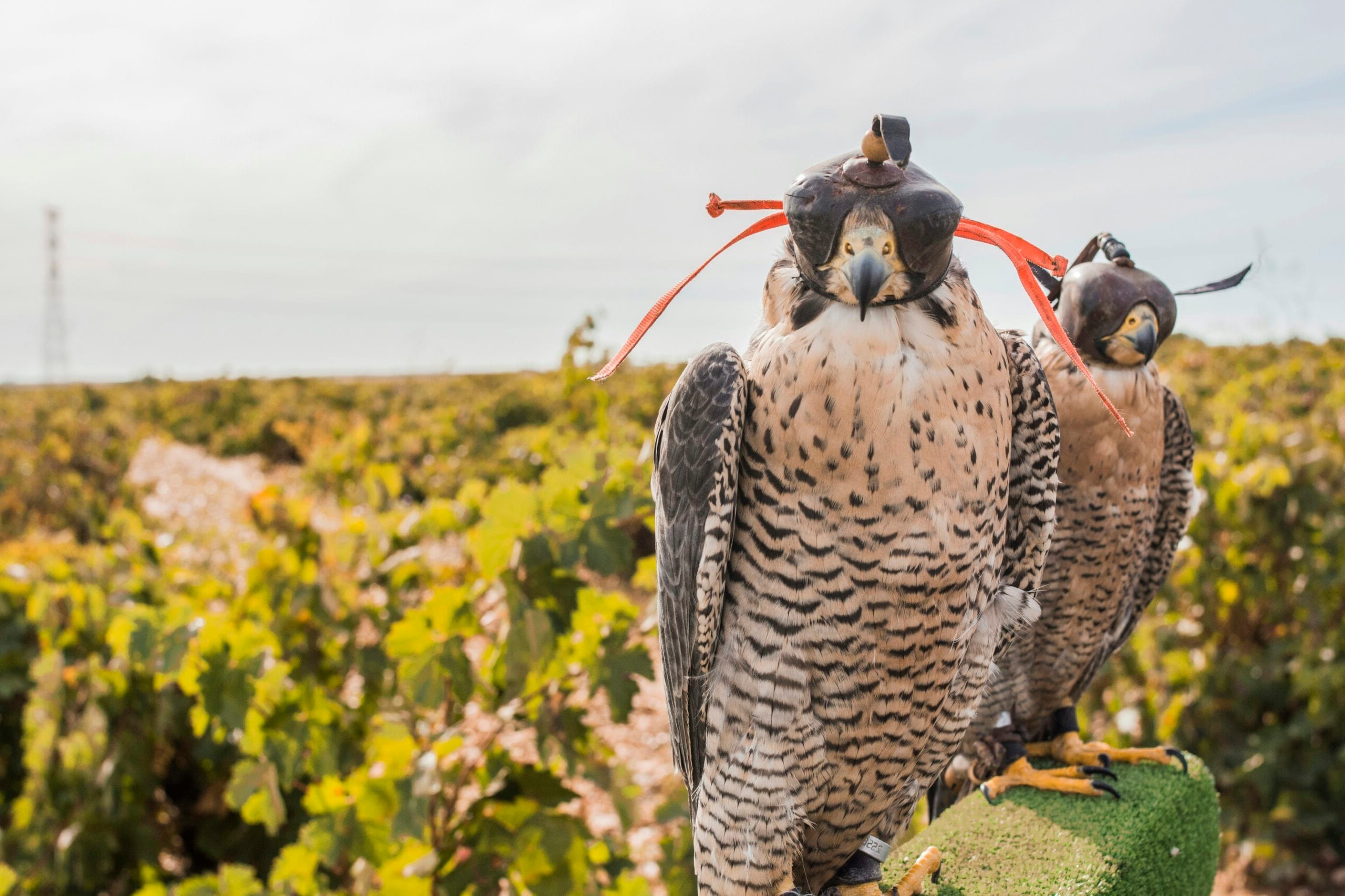 Falcons vs. Buccaneers: A Clash of NFC Rivals